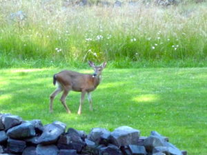 A Deer Standing In a Grassy Field