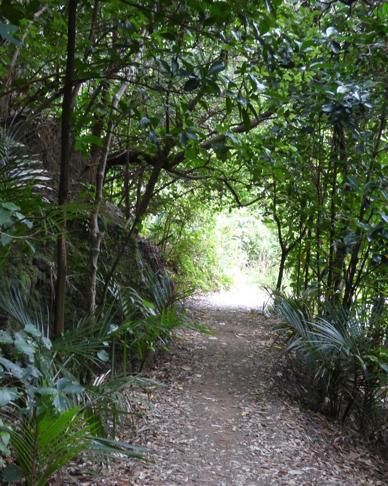 Taraire Track in Piha