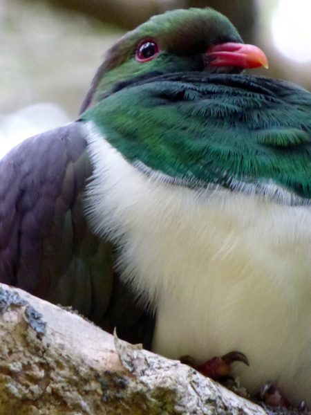 Wood Pigeon in Piha