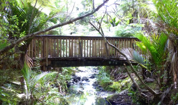 Wooden Bridge on Kitekite Track in Piha