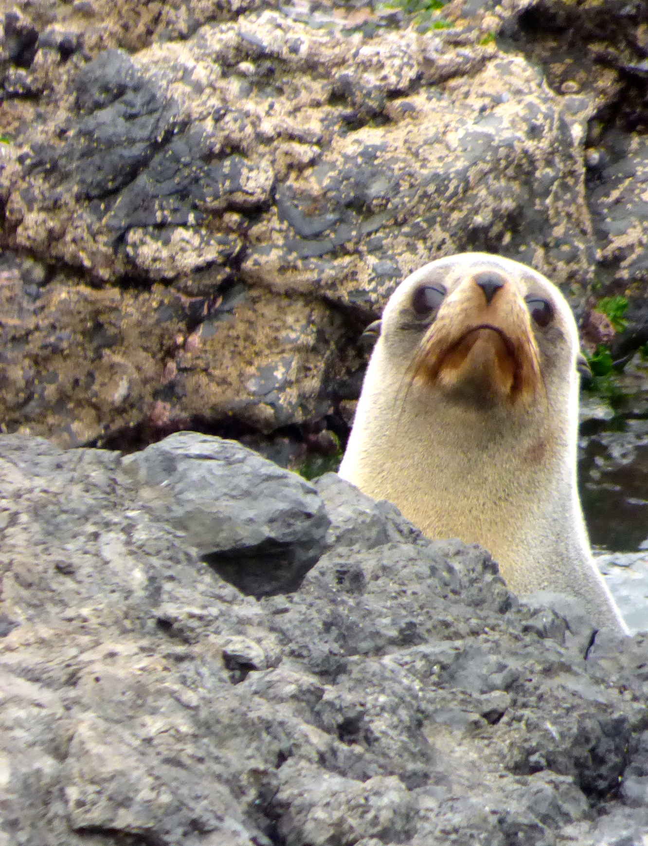 Curious Akaroa Seal