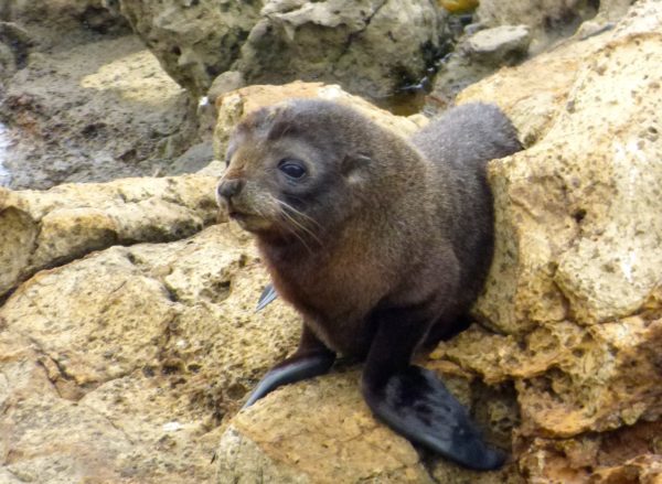 Flippers And Ears New Zealand Fur Seal