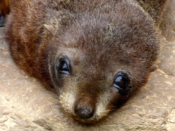 Look At That Face Fur Seal