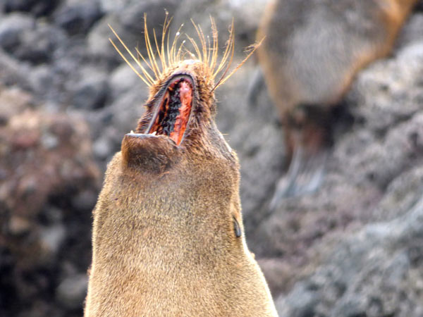 New Zealand Fur Seal Time For a Nap