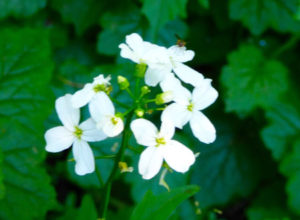 White Flowers at Silver Falls State Park