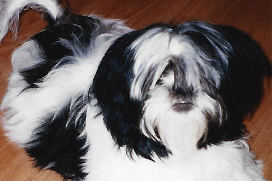 Arthur, the Atwell Family Dog