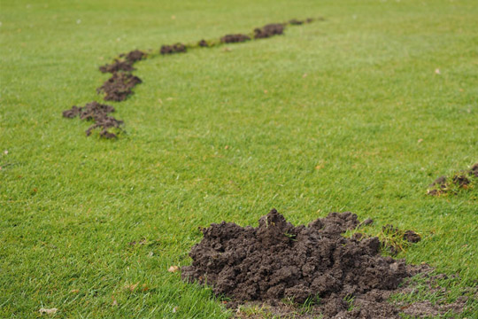 Dances With Moles: How One Man Won The Battle