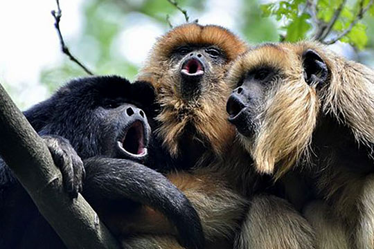 Howler Monkey's Sitting In a Tree