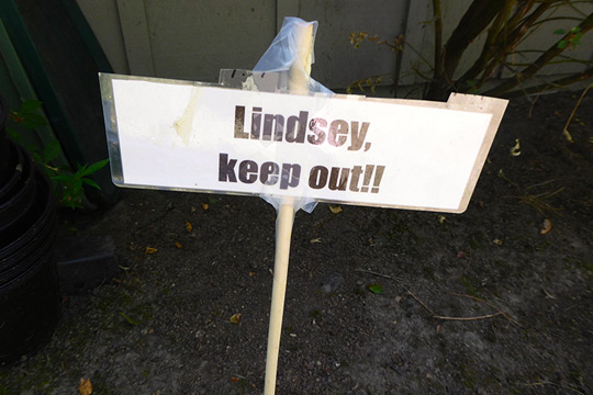 Is It Freedom of Speech or Is It Bullying?