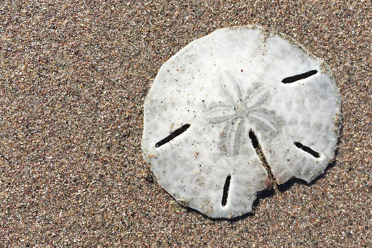 Found DOZENS of broken sand dollars scattered on the beach so I